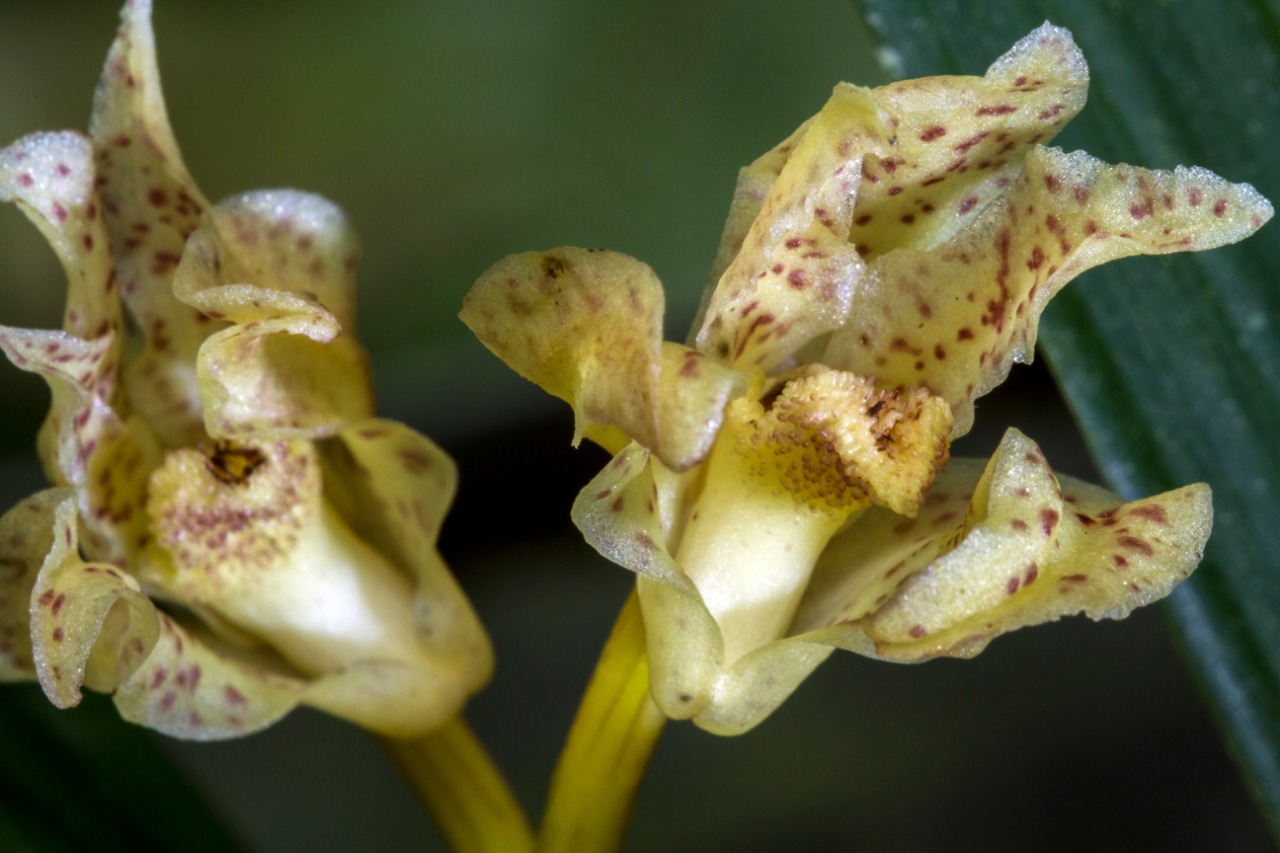Orquídeas en los bosques de Antioquia - OBA